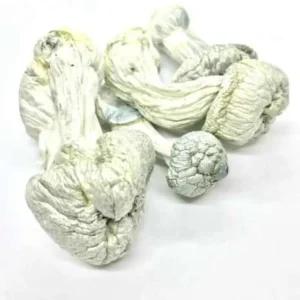 Psilocybe: Buy Albino Penis Envy