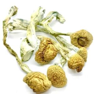 Psilocybe: Buy B+ Cubensis