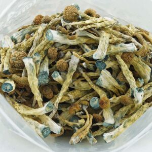 AV Mushrooms