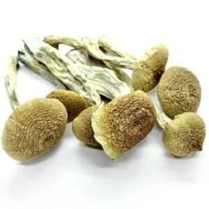 Psilocybe: Buy PES Amazonian