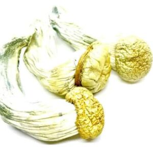 Psilocybe: Buy Penis Envy
