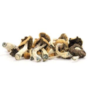 Buy Malabar Mushrooms Online
