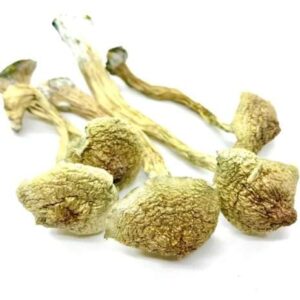 Psilocybe: Buy African Transkei Cubensis