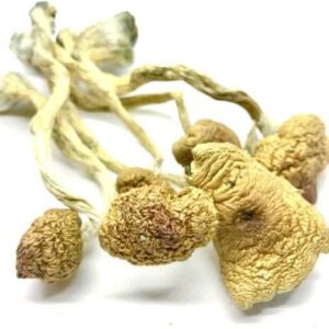 Psilocybe: Buy Blue Meanies