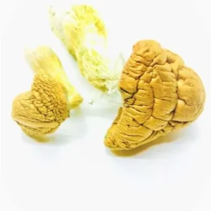 Psilocybe: Buy Malabar