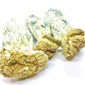 Psilocybe: Buy Melmac Penis Envy